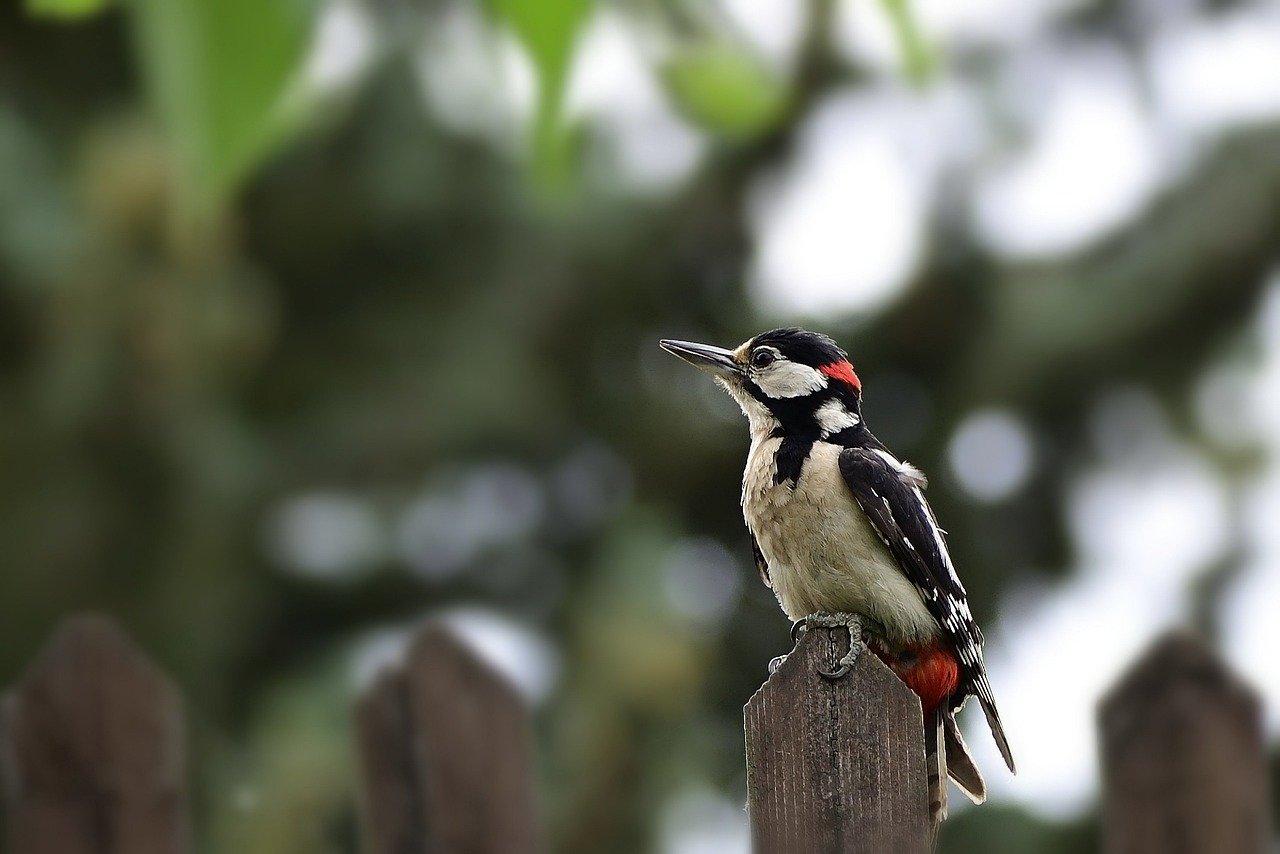 great spotted woodpecker, forest bird, young bird-7258495.jpg