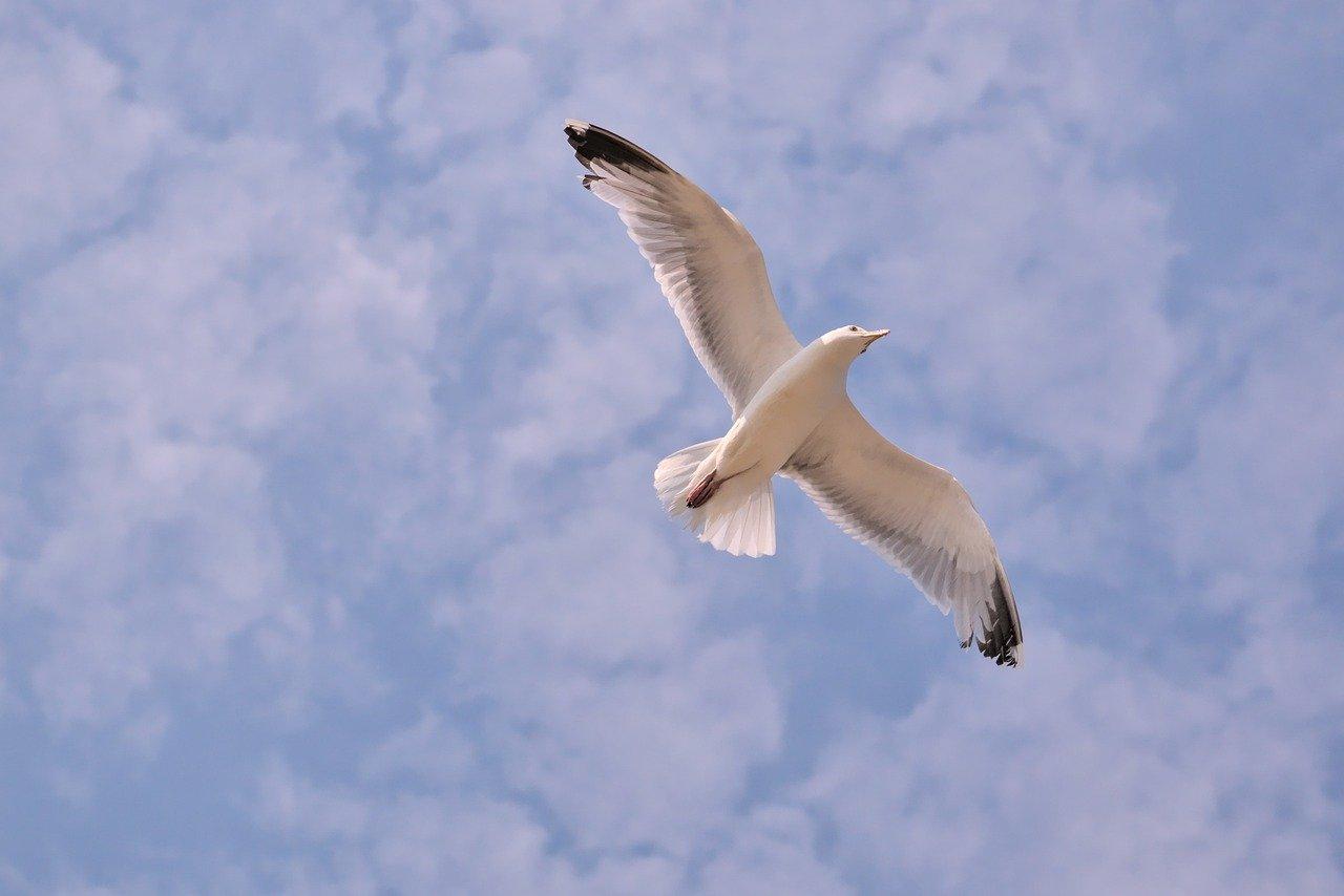gull, bird, seabirds-7261856.jpg