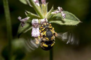 insect, bee, anthidium florentinum-7258412.jpg