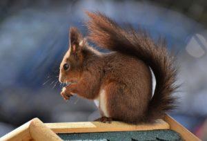 squirrel, rodent, animal-7253458.jpg