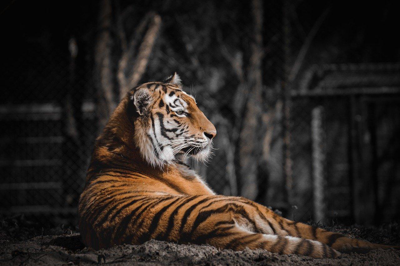 tiger, animal, mammal-7262519.jpg