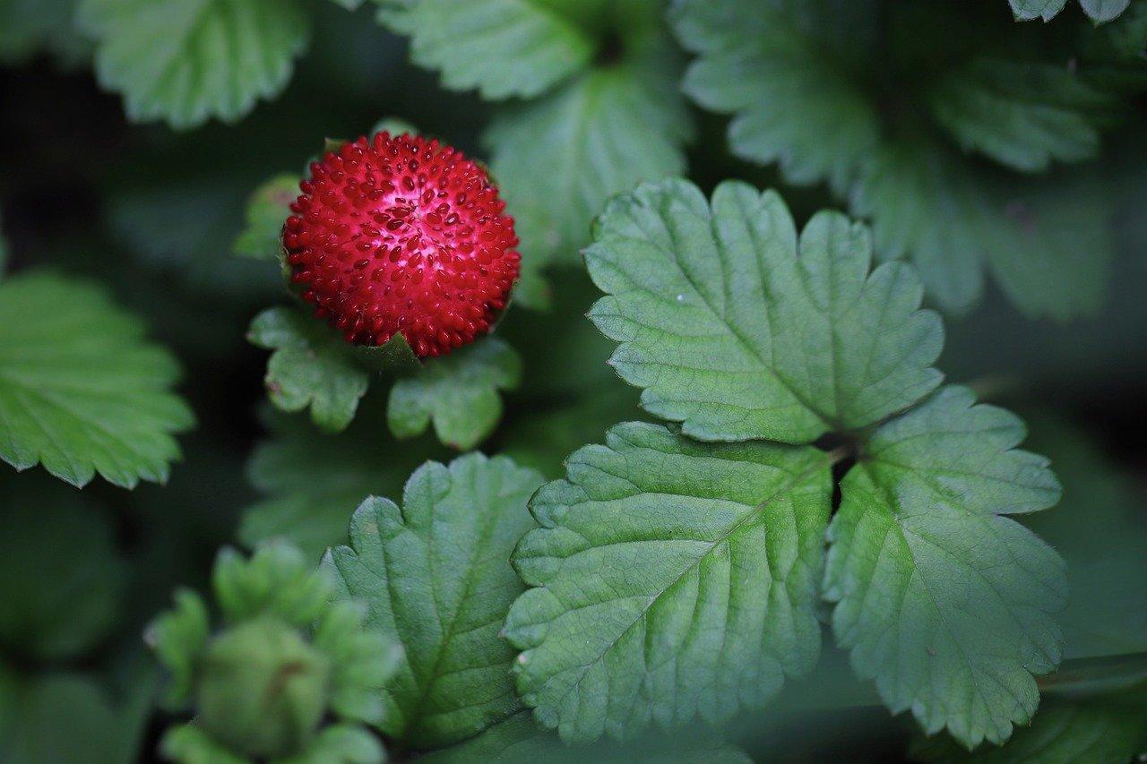 wild strawberry, wild strawberries, fragaria vespa-7259916.jpg